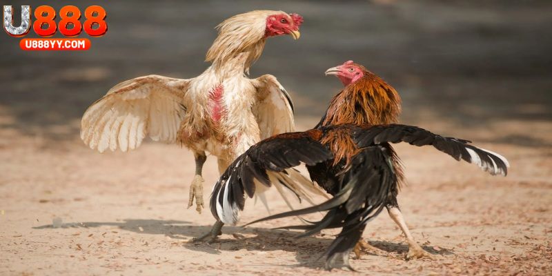 đá gà mộc bài
