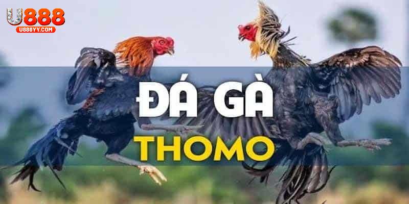 Chất lượng trang trực tiếp đá gà tại nhà cái U888